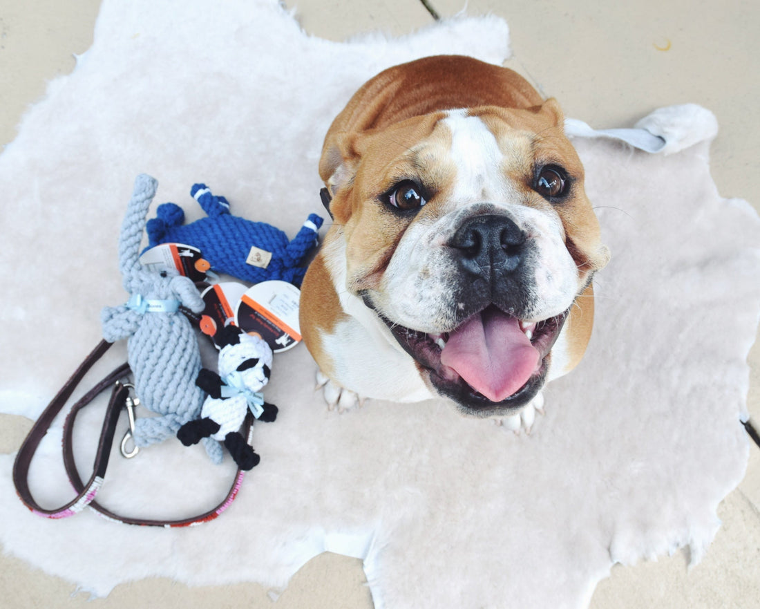 Celebrating Our Furry Soulmates