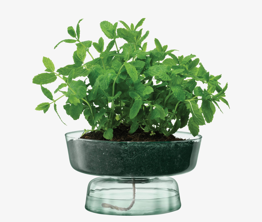 Canopy Self Watering Planter