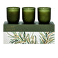 Balsam & Cedar Candle Trio Gift Set