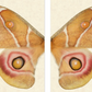 Papilionoidea #5 Diptych