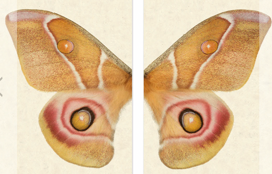 Papilionoidea #5 Diptych