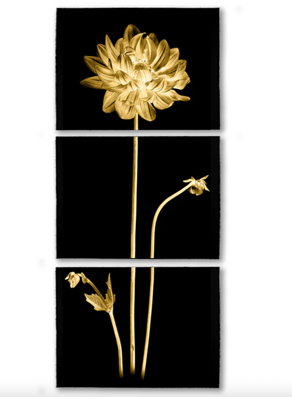 Golden Dahlia Trilogy