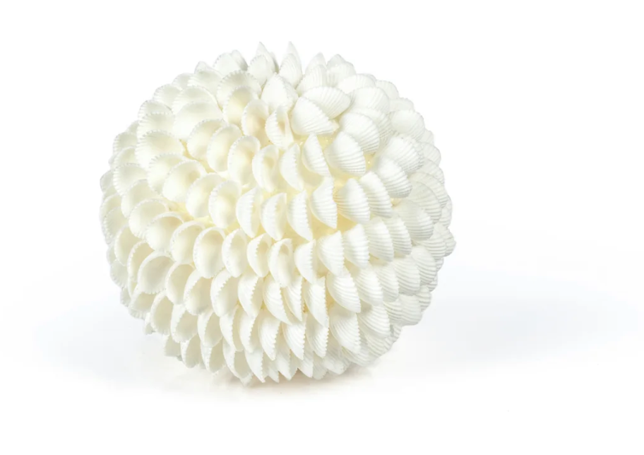 Natural Clamrose Sea Shell Fill Ball