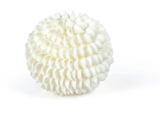 Natural Clamrose Sea Shell Fill Ball