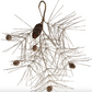Champagne Spruce and Pinecone Pick