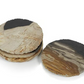 Curio Bay Petrified Wood Coaster 4"