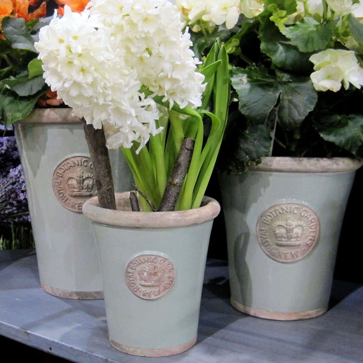 long tom plant pots Cotswold" MEDIUM Kew Long Tom Pot – Hearth and Soul